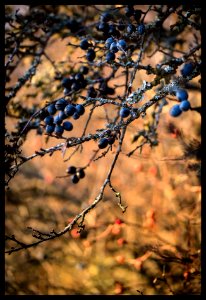 Blackthorn Berry photo