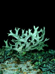 Lichen IV