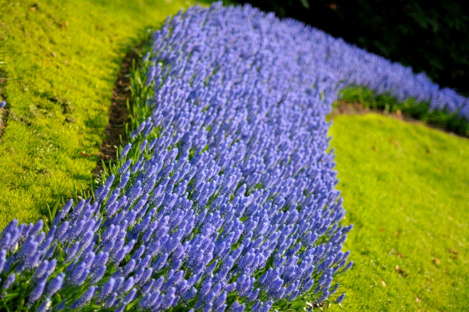 Keukenhof Holland Creative Commons by gnuckx