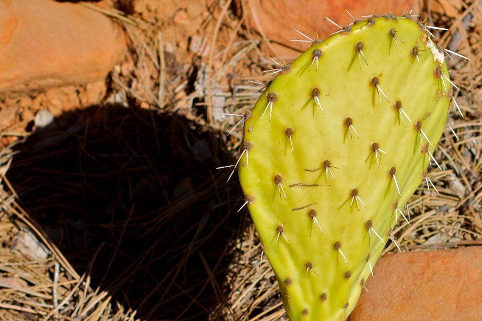 Cactus Pad Times Two