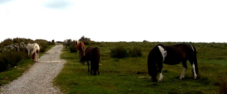 IMG 20200719 144355  Dartmoor Ponies, South Hessary Tor, Princetown, Dartmoor National Park, Devon, UK