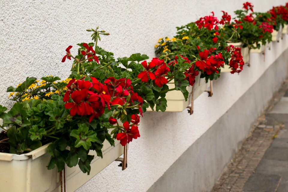 Yellow flower box facade
