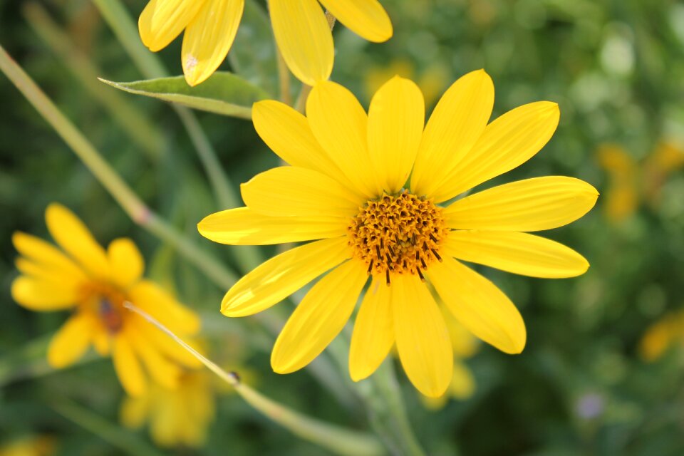 Flora flower bloom