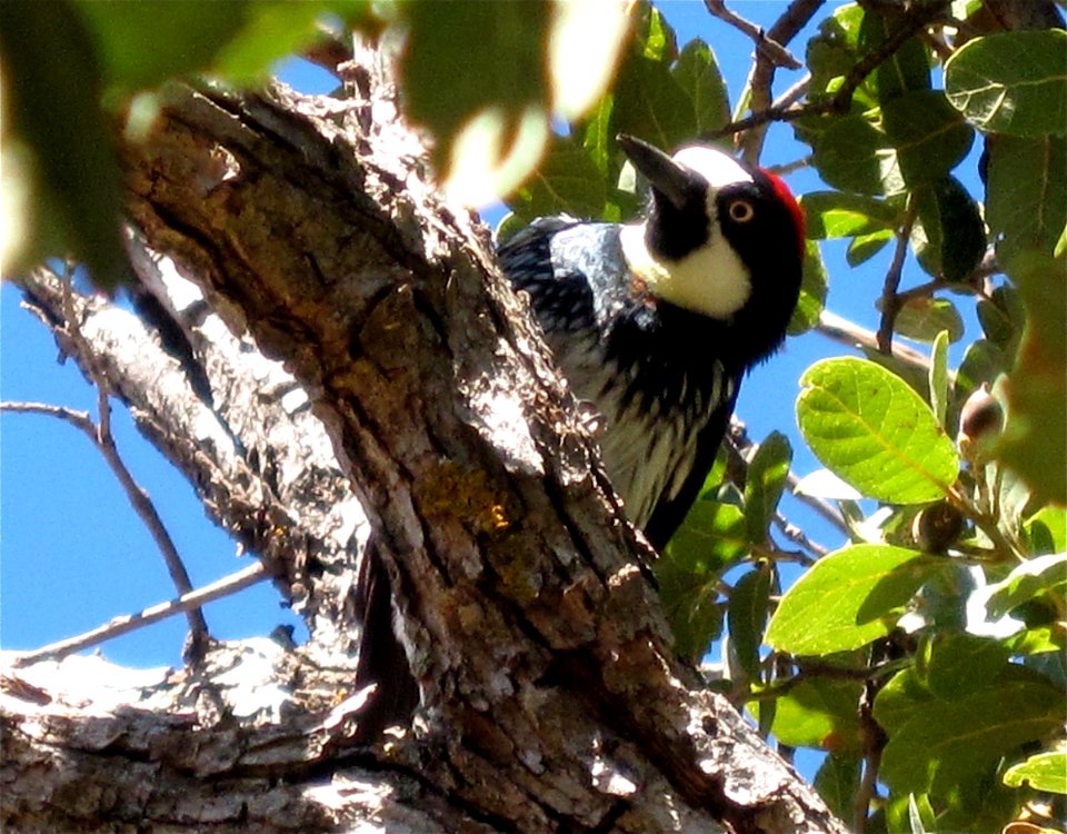 Pecker