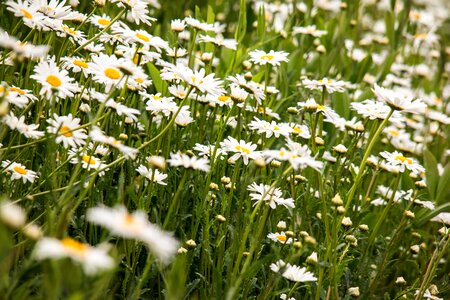 Wild flowers bloom summer