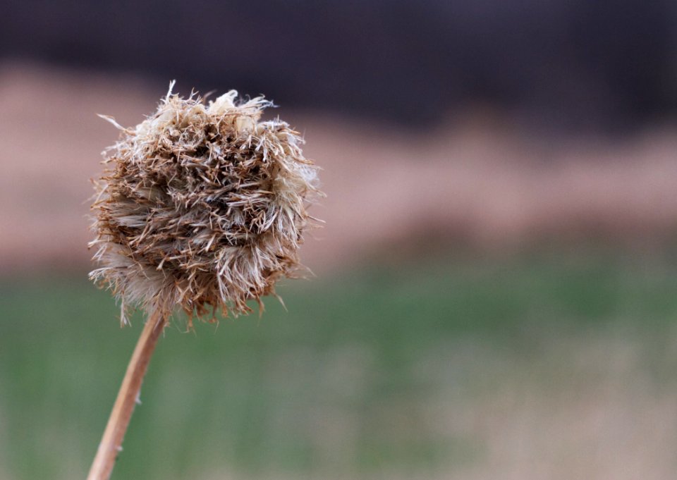 Thistle Me This