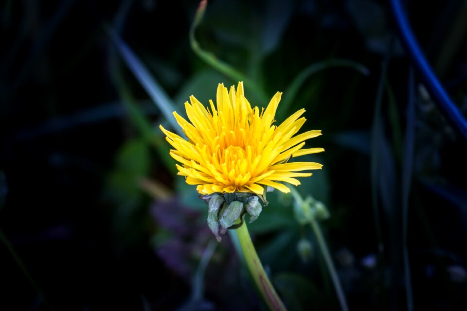 Plant garden leaf