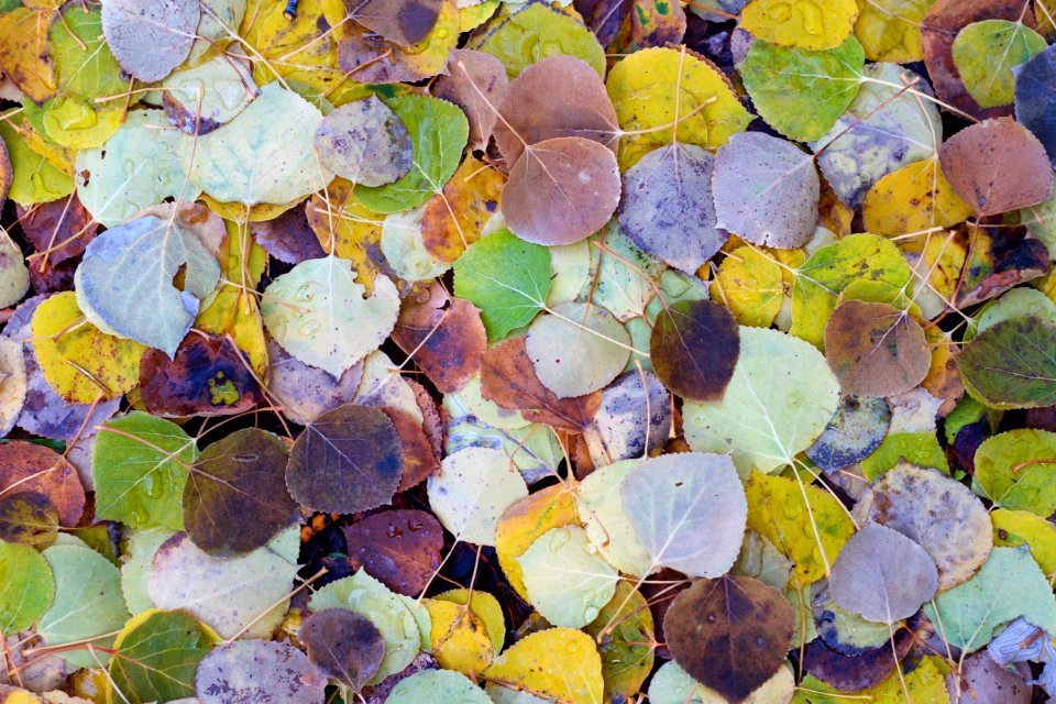 Aspen Color Palette