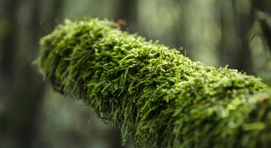 Green moss plant