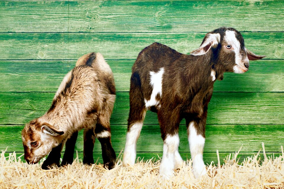 Goats young animals straw