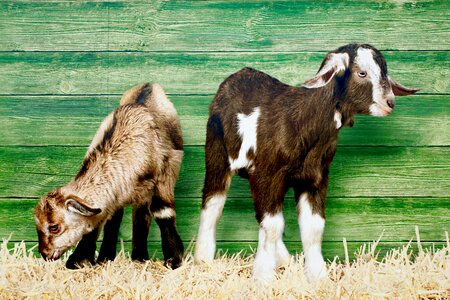 Goats young animals straw