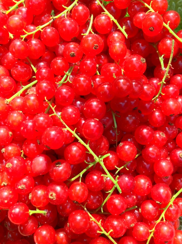 Harvest nature garden