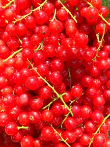 Harvest nature garden