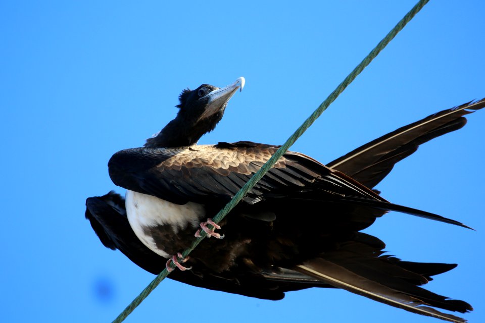 Magnificent Frigatebird best in Baja on wire (2)