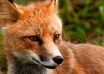 Red Fox photo