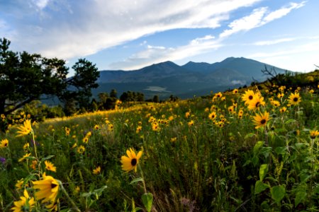 Summer Wildflowers east of the Peaks photo