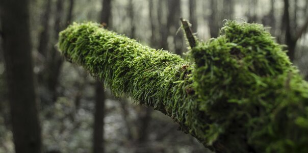 Green moss plant