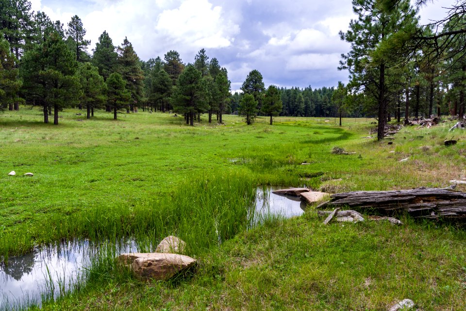 Buck Springs Cabins