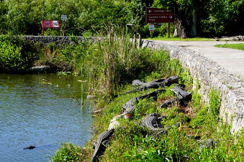Alligators at Royal Palm