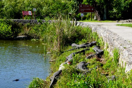 Alligators at Royal Palm photo