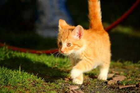 Young cats mackerel red mackerel tabby photo