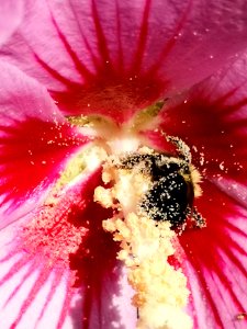Bee visiting rose of Sharon Hibiscus syriacus covered in pollen