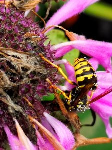 Wasp with pollen visiting bee balm Monarda didyma