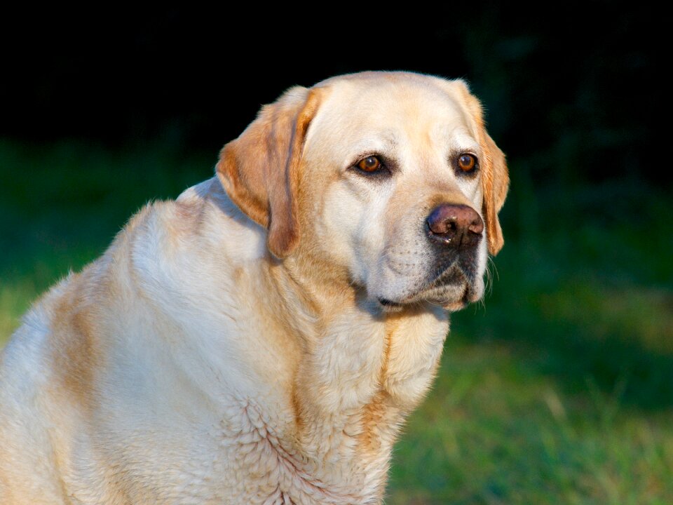 Labrador portrait light brown