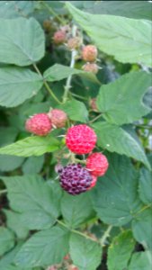 Black raspberries beginning to ripen