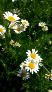 Roman chamomile has spread quickly