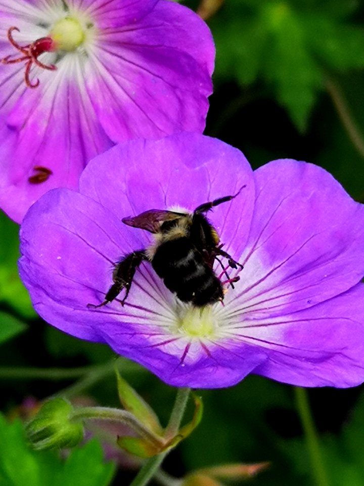 Bumblebee visiting cranesbill Geranium Azure Rush