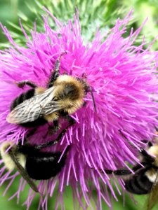 Bumblebees on thistle