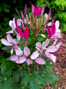 Spider flower Cleome hybrid Sparkler Mix