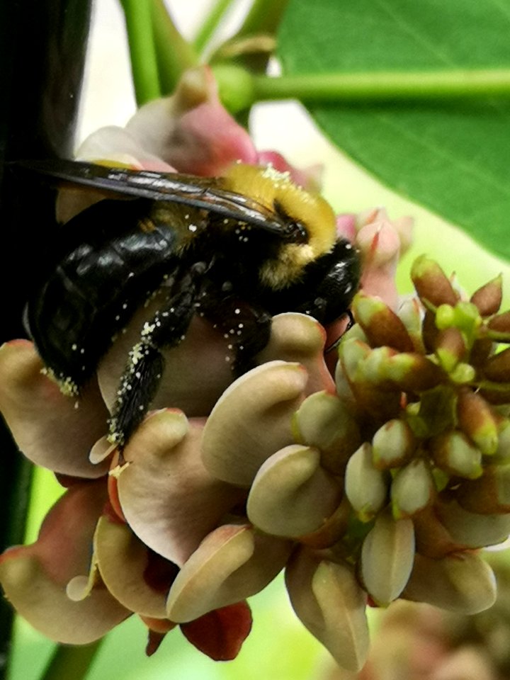 Carpenter bee Xylocopa virginica visiting hopniss Apios americana flowers