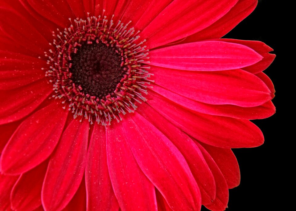 Stamen pollen spring