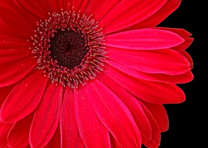 Stamen pollen spring