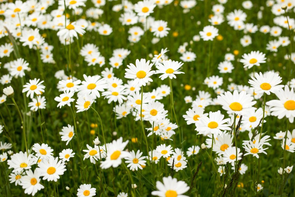 Wild flowers bloom summer