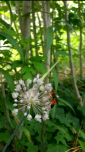Great golden digger wasps like the alliums and sorbaria the most in my garden
