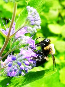 Carpenter bee Xylocopa virginica visiting bluebeard Caryopteris Dark Knight