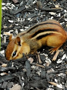 Chipmunk eating sunflower seeds