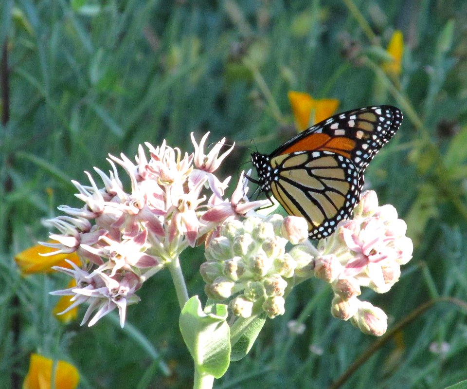 Monarch, Danaus plexippus