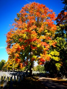 Maple (Acer) in autumn photo