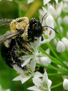 Carpenter bee Xylocopa virginica covered in pollen visiting flowers of garlic chives Allium tuberosum