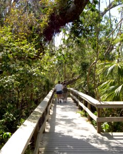 Mahogany Hammock Boardwalk (8), NPSPhoto