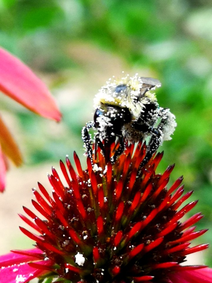 Bumblebee covered with pollen visiting coneflower Echinacea 'Cheyenne Spirit'