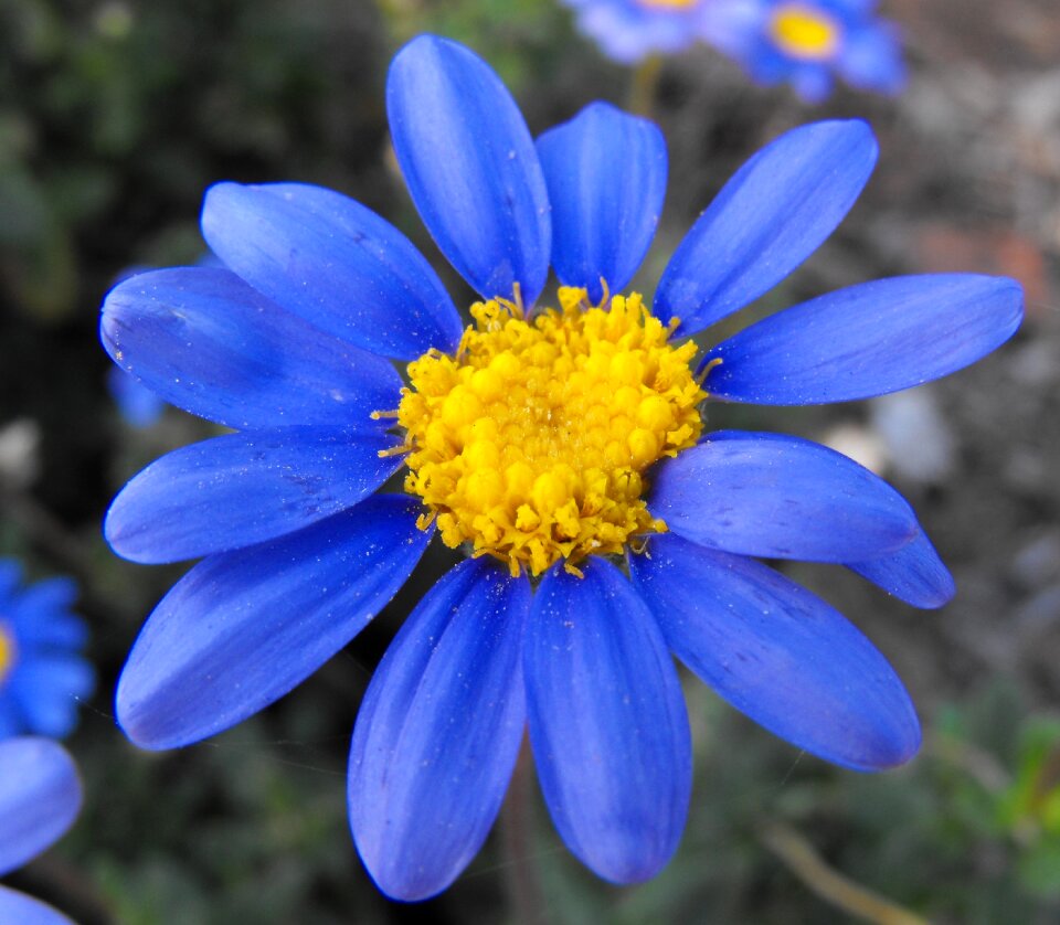 Marguerite bloom blossom