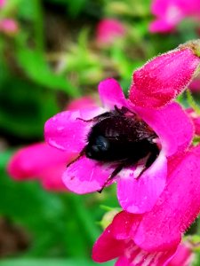Bumblebee visiting Penstemon Red Rocks