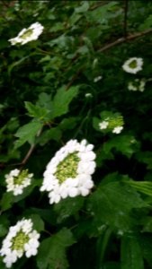 Viburnum