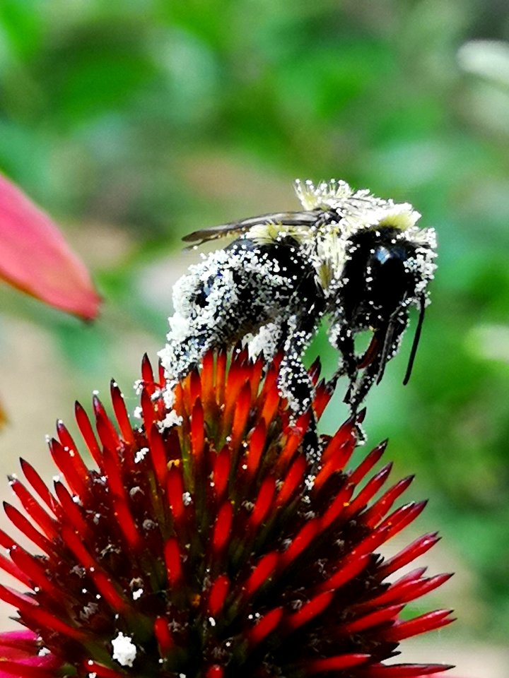Bumblebee covered with pollen visiting coneflower Echinacea 'Cheyenne Spirit'