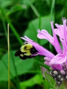 Bumblebee visiting bee balm (Monarda didyma 'Balmy Pink')